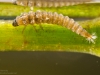 Riffle beetle larva (Elmidae)