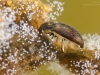 Riffle beetle (Elmidae)