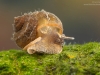 River snail (Viviparus sp.)