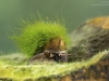 Freshwater snails and limpets (phylum Mollusca, class Gastropoda ...