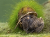 Freshwater snails and limpets (phylum Mollusca, class Gastropoda ...