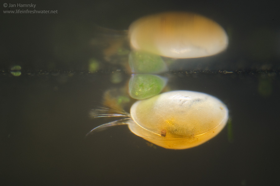 thumbnail image 2 of Live Ostracods (50+) – Seed Shrimp – Freshwater Aquarium Algae Cleanup Crew 2 of 4