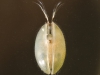 Seed shrimp (Ostracoda)