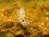 Skimmer dragonfly nymph (Sympetrum vulgatum)