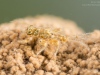 Spiny crawler mayfly nymph (Ephemerellidae)