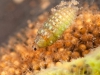 Spongillafly larva (Sisyra fuscata)