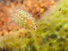 Spongillafly larva (Sisyra fuscata)
