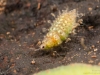 Stonefly nymphs, Alderfly larvae, Spongillafly larvae, Aquatic moth ...