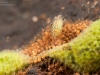 Stonefly nymphs, Alderfly larvae, Spongillafly larvae, Aquatic moth ...
