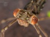 Spread-winged damselfly nymph (Lestidae)