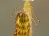 Spread-winged damselfly nymph (Lestes sponsa)