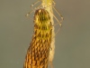 Spread-winged damselfly nymph (Lestes sponsa)