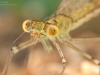 Spread-winged damselfly nymph (Lestidae)