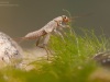 Stonefly nymph (Plecoptera)