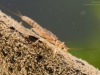 Stonefly nymph (Plecoptera)