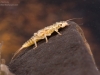 Stonefly nymph (Isoperla sp.)
