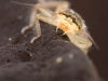 Stonefly nymph (Isoperla sp.)
