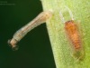 Black fly larva and pupa (Simuliidae)