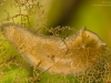 Flatworm (Dugesia gonocephala)