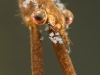 Needle bug (Ranatra linearis)