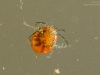 Water mite (Limnesiidae)