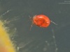 Water mite (Limnesiidae)