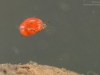 Water mites (Hydrachnidae) | LIFE IN FRESHWATER