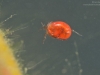 Water mites (Hydrachnidae) | LIFE IN FRESHWATER