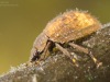 Water scavenger beetle (Spercheus emarginatus)