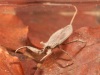 Water scorpion (Nepa cinerea)