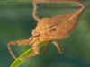 Water scorpion nymph (Nepa cinerea)