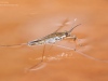 Water strider (Gerridae)