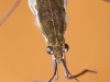 Water strider (Gerridae)