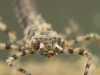 White-legged damselfly nymph (Platycnemis pennipes)