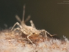 White-legged damselfly nymph (Platycnemis pennipes)