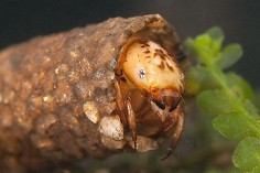 Case-building caddisfly larvae (Trichoptera)