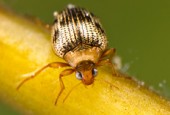 Crawling water beetles (Haliplidae)