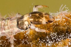 Free-living caddisfly larvae (Trichoptera, Rhyacophilidae)