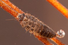 Marsh beetle larvae (Scirtidae)