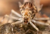 Minnow mayfly nymphs (Ephemeroptera, Baetidae)