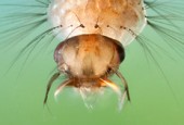 Mosquito larvae, pupae and emerging (Culicidae)