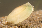 Freshwater mussels or unionids (Unionidae)