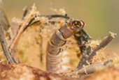 Net-spinning caddisfly larvae (Trichoptera, Hydropsychidae)