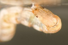 Non-biting midges (Chironomidae)