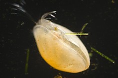 Seed shrimps (subphylum Crustacea, class Ostracoda)