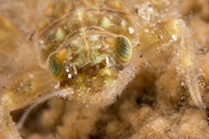 Spiny crawler mayfly nymph (Ephemerellidae)