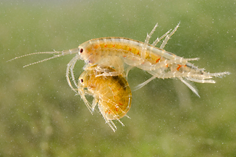 Freshwater crustaceans